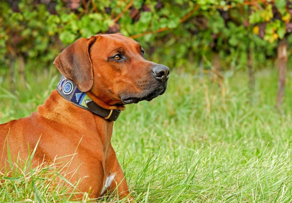 How do dog flea collars work? Your questions answered | CityPests.com