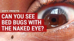 Can You See Bed Bugs With the Human Eye On Your Skin?