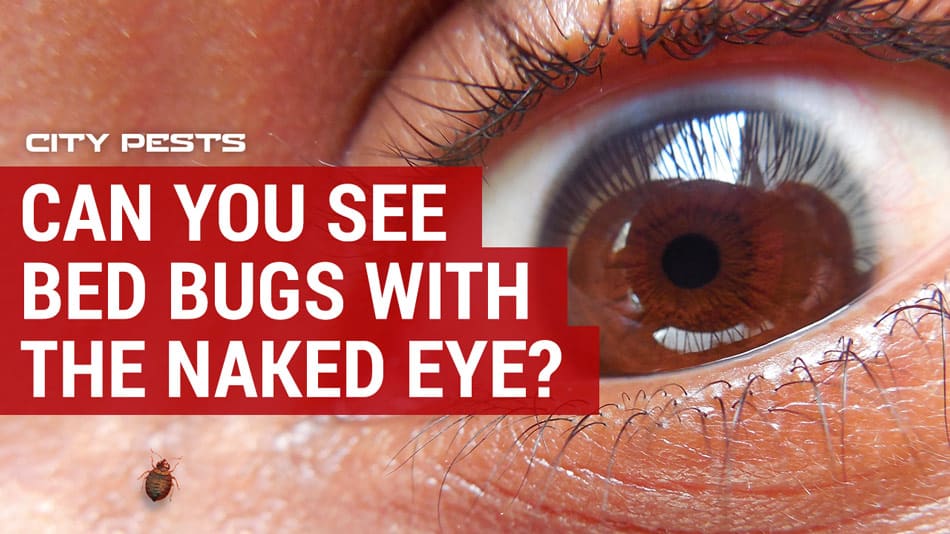 Can You See Bed Bugs With The Human Eye On Your Skin