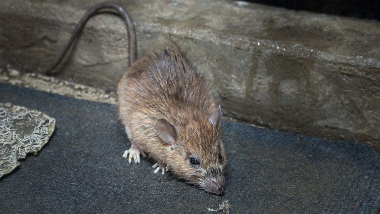 How Does Rat and Mouse Poison Work? - CITY PESTS